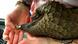 A baby pangolin is being given water at the Johannesburg Wildlife Veterinary Hospital A baby pangolin is being given water at the Johannesburg Wildlife Veterinary Hospital