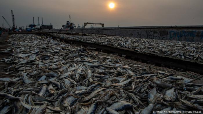 Ikan diletakkan di atas permukaan untuk dikeringkan