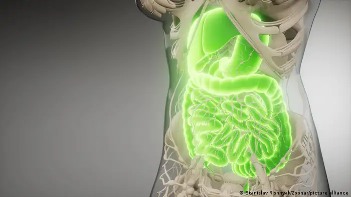 3D-Darstellung | Verdauungssystem