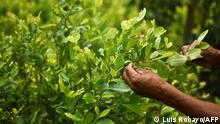 15/01/2017***
Diositeo Matitui, a 67-year-old coca grower, works in his coca field in a rural area of Policarpa, department of Narino, Colombia, on January 15, 2017. - The Colombian government and FARC guerrillas presented Friday an illicit crop substitution plan, established in the peace deal signed in November 2016, which sets a target of eradicating 50,000 hectares of coca in this country, the world's leading producer of cocaine, in 2017. (Photo by LUIS ROBAYO / AFP)