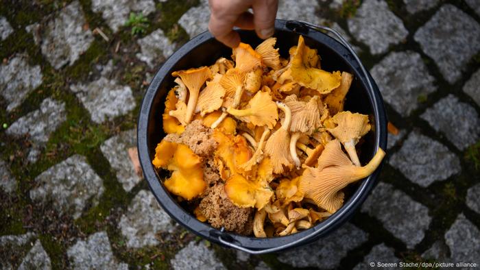 Chanterelles