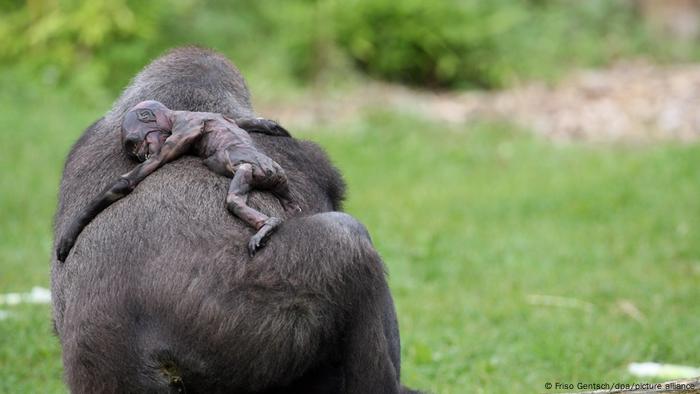 La madre gorila Gana lleva a su bebé muerto Claudio en su espalda en el Zoológico de Münster en 2008. Incluso cinco días después de la muerte del bebé gorila, la madre siguió llevando el cuerpo sin vida de un lado a otro constantemente. 