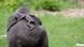 La madre gorila "Gana" lleva a su bebé muerto "Claudio" en su espalda en el Zoológico de Münster en 2008. Incluso cinco días después de la muerte del bebé gorila, la madre siguió llevando el cuerpo sin vida de un lado a otro constantemente. La madre gorila "Gana" lleva a su bebé muerto "Claudio" en su espalda en el Zoológico de Münster en 2008. Incluso cinco días después de la muerte del bebé gorila, la madre siguió llevando el cuerpo sin vida de un lado a otro constantemente.