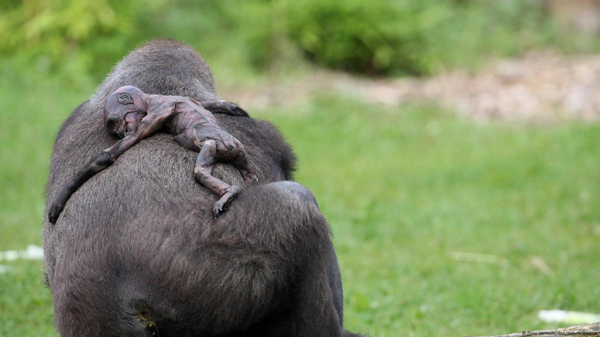 monos marinos embarazadas dando a luz