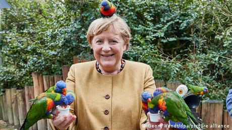 Непосредно пред изборите за Бундестагот, германската канцеларка во заминување беше во проштална посета на својот изборен округ. Освен со локалните жители, Меркел имаше средба и со симпатични дојденци од Австралија.
Цели јата австралиски папагали Лори со светли бои ја облетуваа Ангела Меркел и јадеа од нејзината рака во птичјиот парк Марлов.