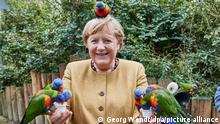Кого Меркель оставила без обеда? (фото)