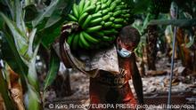 Las esperanzas del banano latinoamericano están en Europa