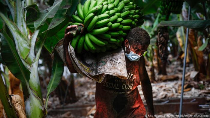 A farmer covered in volcanic ash picks a bunch of bananas before the lava from the Cumbre Vieja volcano reaches the plantation.