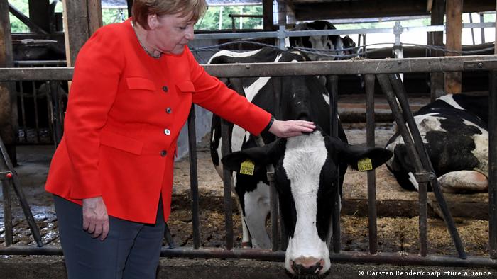 Angela Merkel and a cow