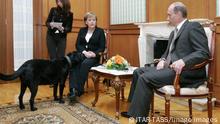 ITAR-TASS 88: SOCHI, RUSSIA. JANUARY 21. President of Russia Vladimir Putin (R) and German Chancellor Angela Merkel hold a working meeting at Bocharov Ruchei presidential residence near the Black Sea resort of Sochi. At left is Koni, President Putin s black Labrador Retriever. PUBLICATIONxINxGERxAUTxONLY Highlight TASS_427894