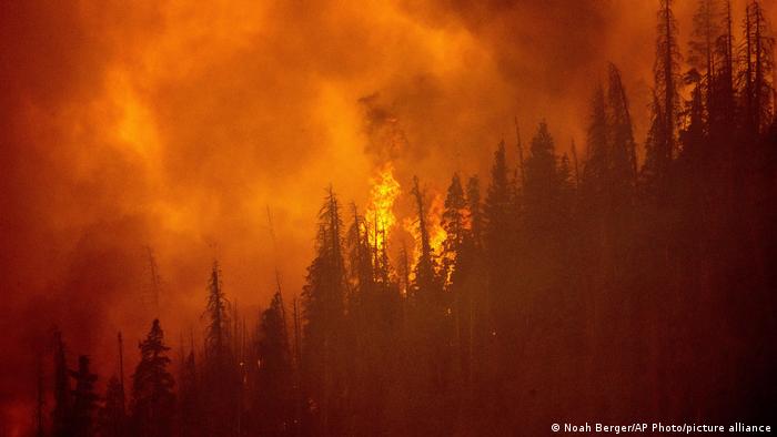 SAD su osetile posledice klimatskih promena kroz oluje i šumske požare