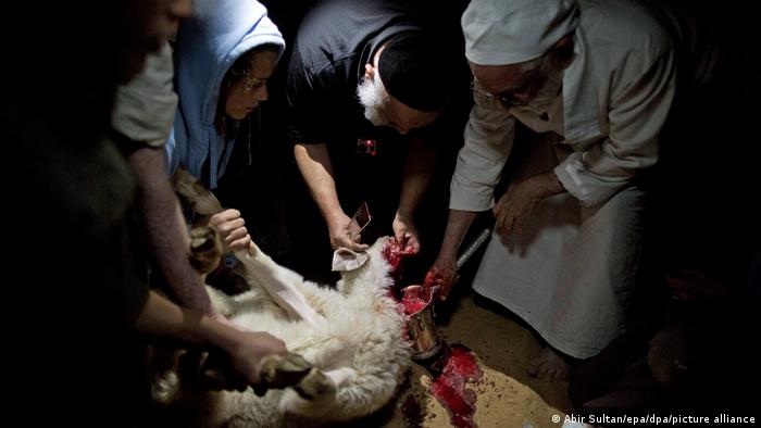 Drei Personen halten ein Lamm fest, das ausblutet.