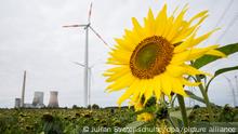 20.09.21 *** Sonnenblumen blühen in der Nähe vom Kohlekraftwerk Mehrum im Landkreis Peine. Klimaschutz und Kohleausstieg sind zentrale Themen im Wahlkampf zur Bundestagswahl 2021. (zu dpa-Korr: Klima, Pflege und Schulden - Welche Aufgaben erbt die neue Regierung? Vom 20.09.2021)