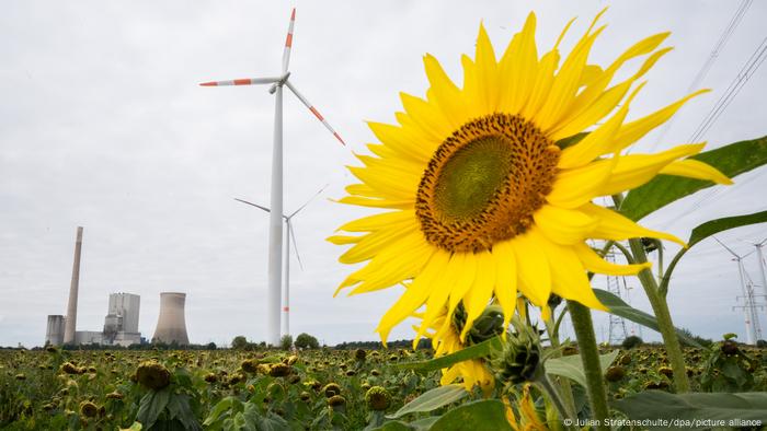 Sunflower in front of wind turbine and coal plant infrastructure