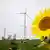 A big yellow sunflower stands in a field of sunflowers, near wind turbines and a coal power plant