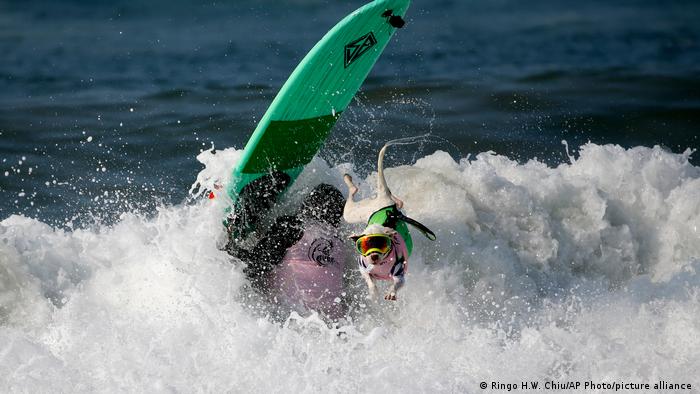 Un chien saute d'une planche de surf au milieu des vagues