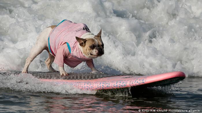 USA Huntington Beach | Surf City Surf Dog Event | Surfende Hunde