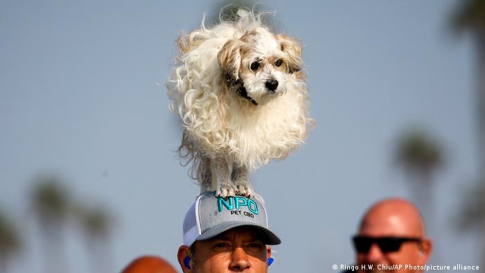 Un chien debout sur la tête d'un homme