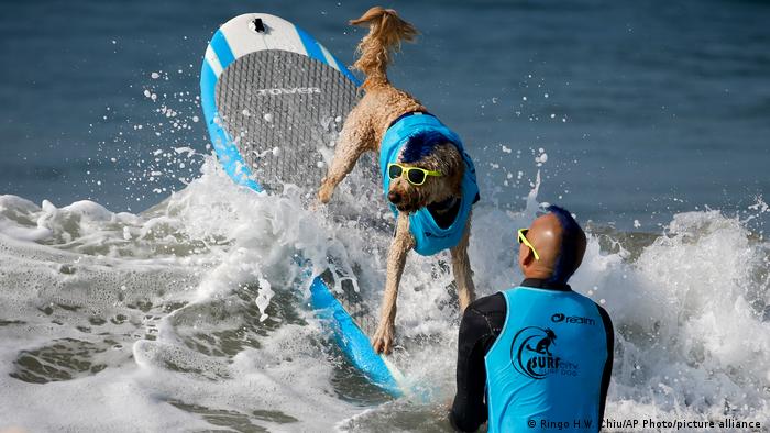 Un chien surfeur face à un homme dans les vagues