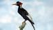 An ivory-billed woodpecker sitting on a branch An ivory-billed woodpecker sitting on a branch