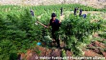 In this photo taken on Thursday Aug. 25, 2015, a police officer carries cannabis plants in Kurvelesh commune, 200 kilometers (125 miles) south of the Albanian capital, Tirana. Albanian police found and destroyed some 16,000 cannabis plants and arrested a suspect. So far half a million cannabis plants have been destroyed since the government set fighting drug cultivation and trafficking as a top priority. (AP Photo/Hektor Pustina)