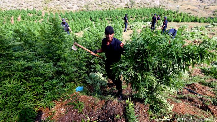 Albanische Polizisten mähen eine Cannabis-Plantage