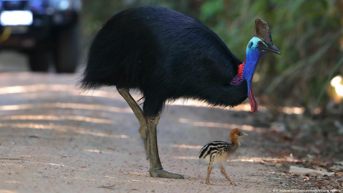 Los humanos ya criaban casuarios hace al menos 18.000 años – DW – 30/09/2021, image size:1199x674
