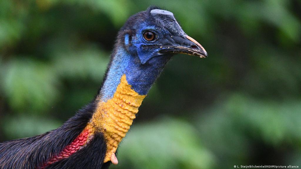 El ave más peligrosa del mundo era criada por humanos hace al menos   años | Ciencia y Ecología | DW 