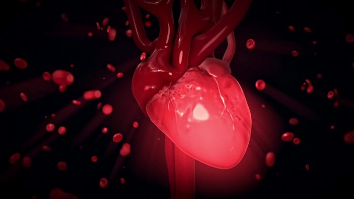 Gambar ilustrasi organ jantung