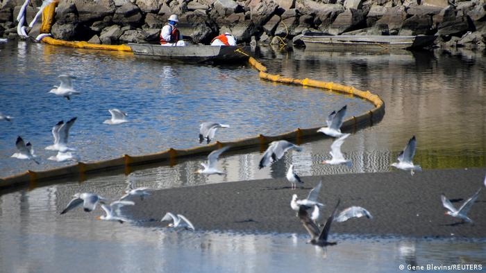 A clean-p team works on clearing the oil slicks at the Talbert Channel after a major oil spill off the coast of California, as seagulls fly nearby