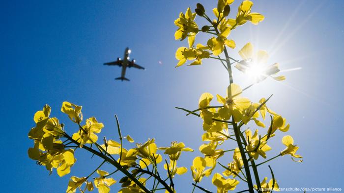 Flugzeug über Rapsfeld