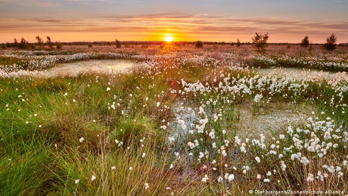 Bei Sonnenaufgang noch eindrucksvoller: das Naturschutzgebiet Rehdener Geestmoor in Niedersachsen