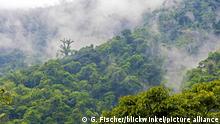 Tropischer Regenwald, Copalinga, Provinz Zamora, Ecuador, Copalinga | Tropical rainforest, Copalinga, Zamora province, Ecuador, Copalinga 01.03.2017