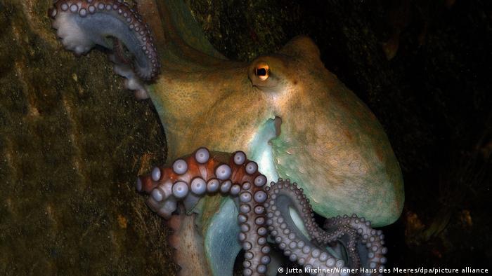 Brauner Oktopus vor einem braunen Hintergrund im Wiener Haus des Meeres
