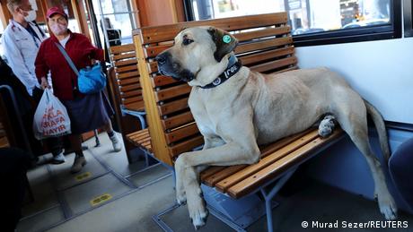 Пътешественик инфлуенсър и нередовен пътник когото никога не глобяват Това