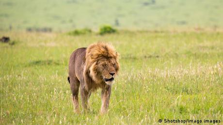 BG Tag der Biodiversität Afrika | Löwe