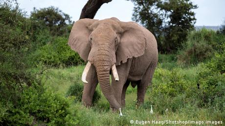 Ein Elefant steht in einer Baum- und Buschlandschaft in Afrika 