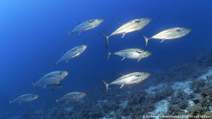 BG Tag der Biodiversität Afrika | Thunfische