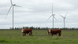 Cows in a field next to some wind turbines Cows in a field next to some wind turbines