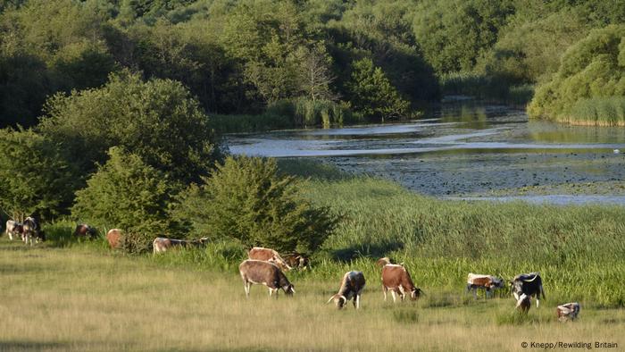 Rewilding project at Knepp Castle Estate
