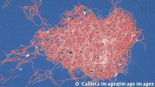 Scanning electron micrograph of Gram negative, anaerobic, Borrelia burgdorferi bacteria, which had been derived from a pure culture. This pathogenic organism is responsible for causing Lyme disease, 14.08.2015, Copyright: xCallistaxImagesx blue background,pink,red,nobody,medical,science,biology,microbiology,bacteria,lyme disease,micro organism,scanning electron micrograph,healthcare,SEM,pathogen,cell culture,August 2015 Release,gram negative,anaerobic,borrelia burgdorferi,Disciplines,Natural Science,Life Science,Biology,Pink,Red,No People,Coloured Background,Blue Background,Micro Organism,Bacteria,Medicines,Symbol,Orthographic Symbol,Numeral,Healthcare And Medicine,Science,SEM Ref:IS09AS8Y6