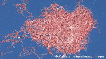 Бактерия Borrelia burgdorferi, вызывающая болезнь Лайма