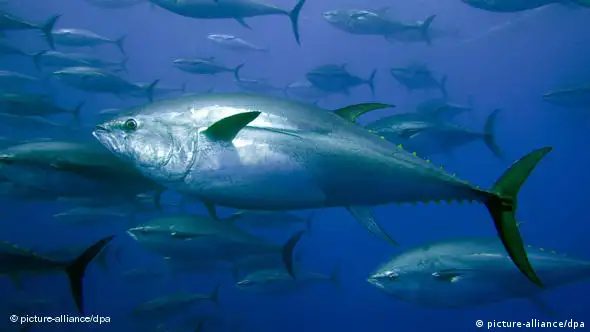 Thunfische (Foto: Greenpeace/dpa)