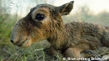 Les antilopes Saïga sauvées du gouffre