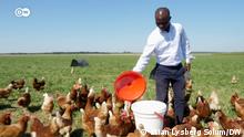 Futuro da comida sustentável pode estar no papo (da galinha)