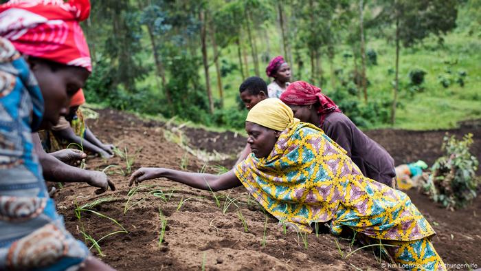 Women working in a field. Women working in a field.