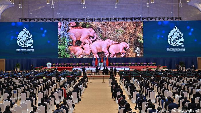  An elephant-themed video clip is seen on screen during the opening ceremony of the 15th meeting of the Conference of the Parties to the UN Convention on Biological Diversity (COP15) in Kunming, southwest China's Yunnan Province, Oct. 11, 2021