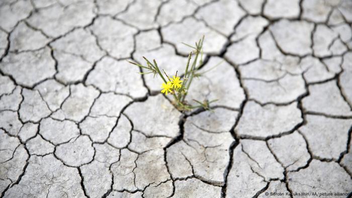 A single flower pushed through cracked, dry ground