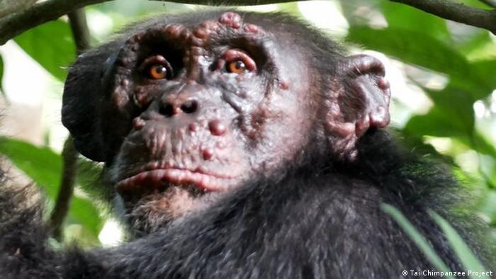Elfenbeinküste Lepra bei Schimpansen