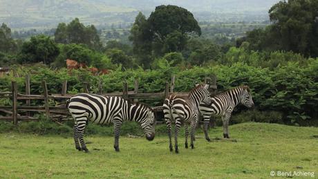 Retired teacher decides to domesticate zebras in Kenya